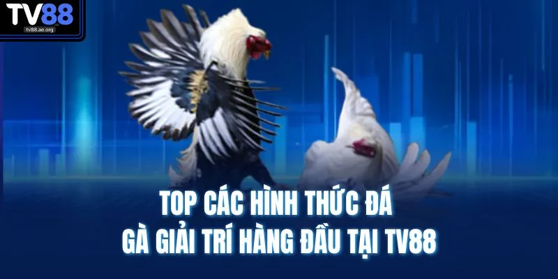 Đá Gà TV88 2 Top các hình thức đá gà giải trí hàng đầu tại TV88